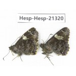 Lobocla bifasciata. China, Yunnan, Dali, Fengyi town. 2M. Hesp-Hesp-21320.