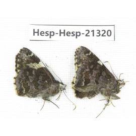 Lobocla bifasciata. China, Yunnan, Dali, Fengyi town. 2M. Hesp-Hesp-21320.