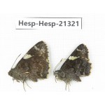 Lobocla bifasciata. China, Yunnan, Dali, Fengyi town. 2M. Hesp-Hesp-21321.