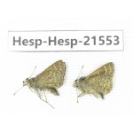 Aeromachus propinquus. China, Yunnan, Dali, Yangbi county, C of Mt.Cangshan. 2M. Hesp-Hesp-21553.