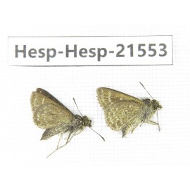 Aeromachus propinquus. China, Yunnan, Dali, Yangbi county, C of Mt.Cangshan. 2M. Hesp-Hesp-21553.