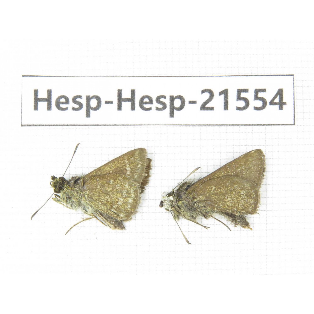Aeromachus propinquus. China, Yunnan, Dali, Yangbi county, C of Mt.Cangshan. 2M. Hesp-Hesp-21554.