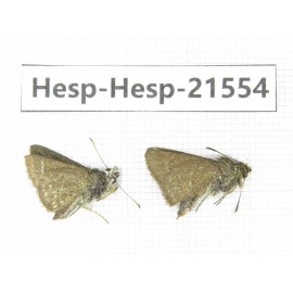 Aeromachus propinquus. China, Yunnan, Dali, Yangbi county, C of Mt.Cangshan. 2M. Hesp-Hesp-21554.