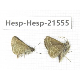 Aeromachus propinquus. China, Yunnan, Dali, Yangbi county, C of Mt.Cangshan. 2M. Hesp-Hesp-21555.