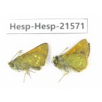 Thoressa latris. China, Yunnan, Dali, Yangbi county, C of Mt.Cangshan. 2M. Hesp-Hesp-21571.