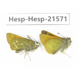 Thoressa latris. China, Yunnan, Dali, Yangbi county, C of Mt.Cangshan. 2M. Hesp-Hesp-21571.