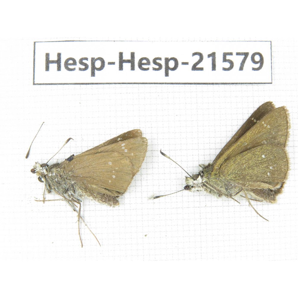Thoressa latris. China, Yunnan, Dali, Yangbi county, C of Mt.Cangshan. 2M. Hesp-Hesp-21579.