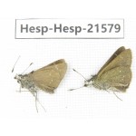 Thoressa latris. China, Yunnan, Dali, Yangbi county, C of Mt.Cangshan. 2M. Hesp-Hesp-21579.