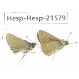 Thoressa latris. China, Yunnan, Dali, Yangbi county, C of Mt.Cangshan. 2M. Hesp-Hesp-21579.