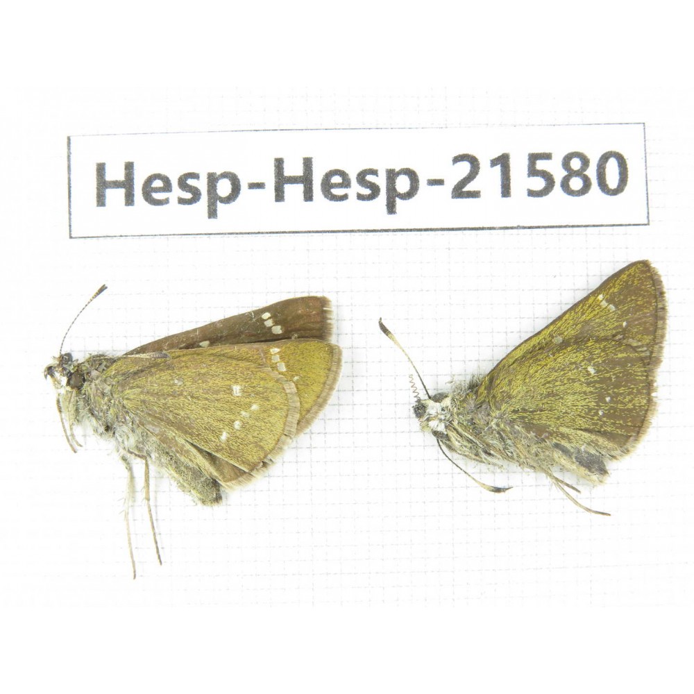 Thoressa latris. China, Yunnan, Dali, Yangbi county, C of Mt.Cangshan. 2M. Hesp-Hesp-21580.