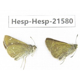Thoressa latris. China, Yunnan, Dali, Yangbi county, C of Mt.Cangshan. 2M. Hesp-Hesp-21580.