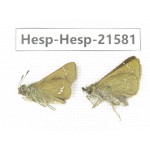 Thoressa latris. China, Yunnan, Dali, Yangbi county, C of Mt.Cangshan. 2M. Hesp-Hesp-21581.