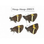 Barca bicolor. China, Yunnan, Lijiang, W part of Yulong county. 4M. Hesp-Hesp-20023.