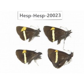 Barca bicolor. China, Yunnan, Lijiang, W part of Yulong county. 4M. Hesp-Hesp-20023.