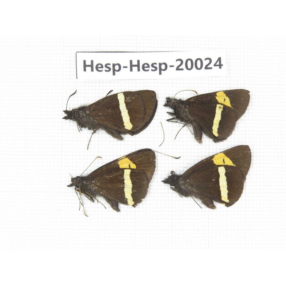 Barca bicolor. China, Yunnan, Lijiang, W part of Yulong county. 4M. Hesp-Hesp-20024.