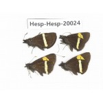 Barca bicolor. China, Yunnan, Lijiang, W part of Yulong county. 4M. Hesp-Hesp-20024.
