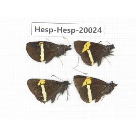Barca bicolor. China, Yunnan, Lijiang, W part of Yulong county. 4M. Hesp-Hesp-20024.