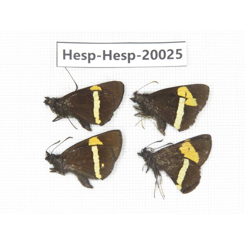 Barca bicolor. China, Yunnan, Lijiang, W part of Yulong county. 4M. Hesp-Hesp-20025.