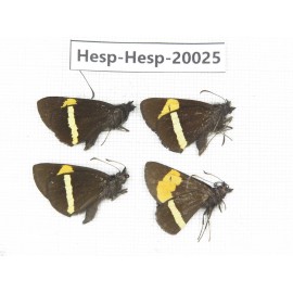 Barca bicolor. China, Yunnan, Lijiang, W part of Yulong county. 4M. Hesp-Hesp-20025.