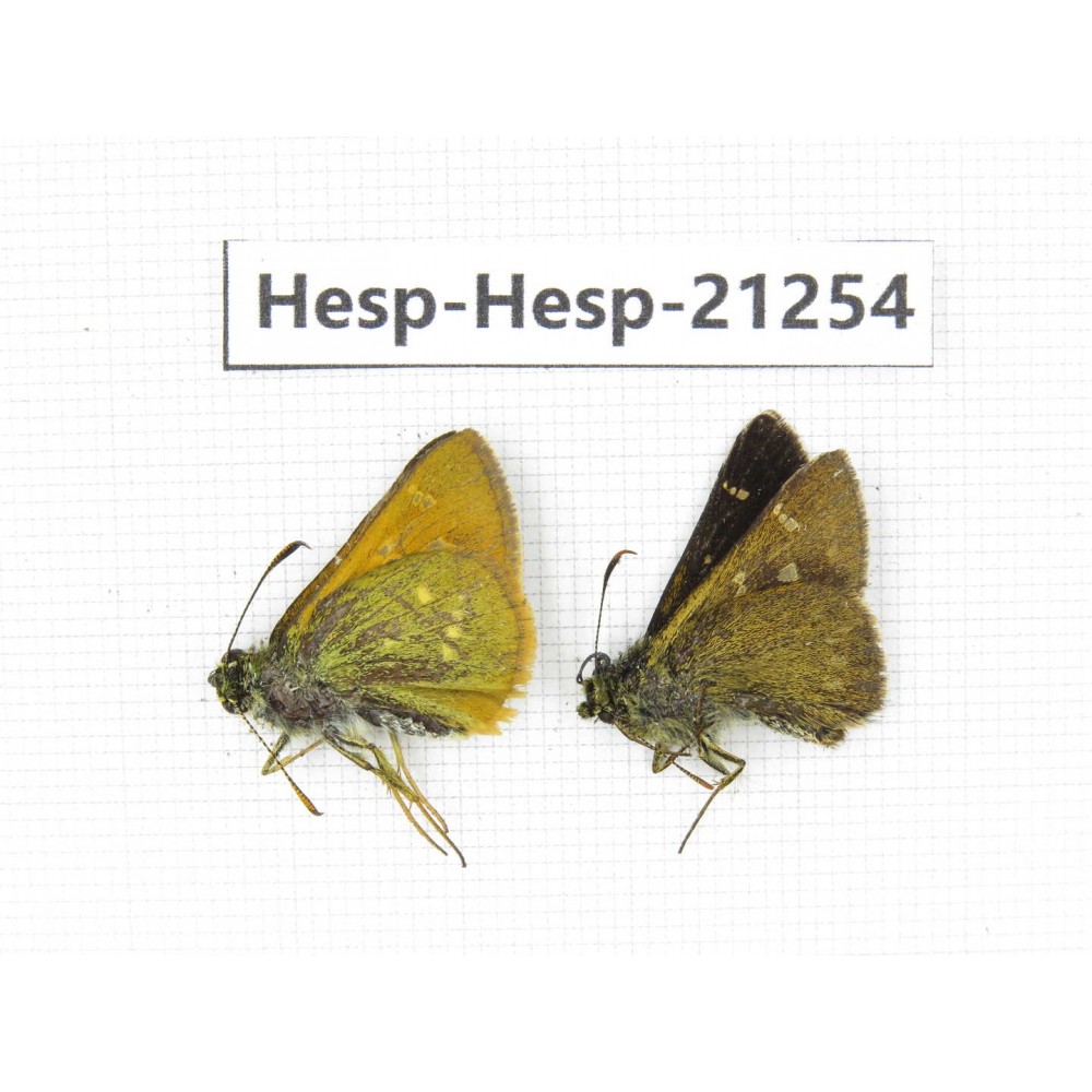 Thoressa sp. China, Yunnan, Nujiang, Gongshan county, Bingzhongluo town. 2M. Hesp-Hesp-21254.