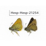 Thoressa sp. China, Yunnan, Nujiang, Gongshan county, Bingzhongluo town. 2M. Hesp-Hesp-21254.