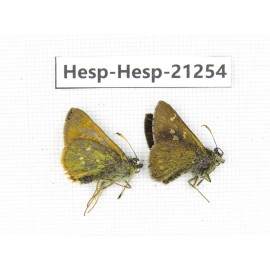 Thoressa sp. China, Yunnan, Nujiang, Gongshan county, Bingzhongluo town. 2M. Hesp-Hesp-21254.