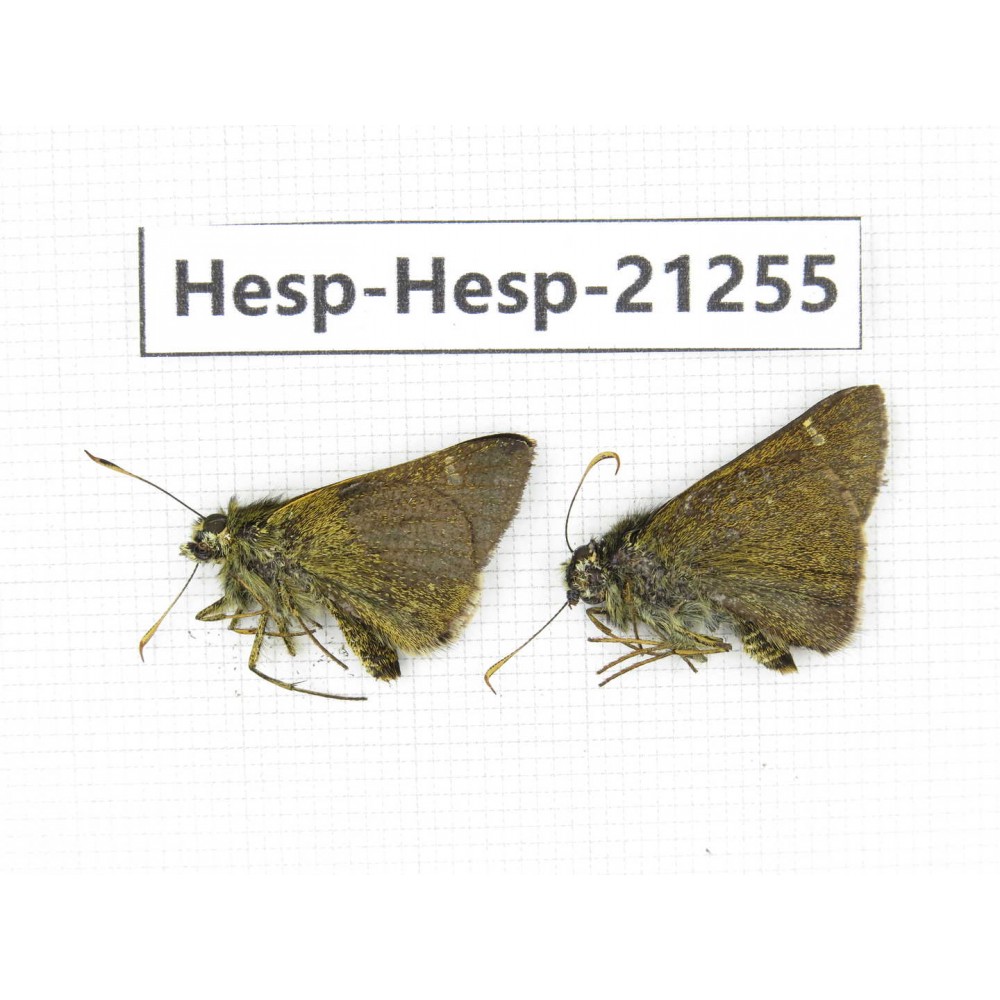 Thoressa sp. China, Yunnan, Nujiang, Gongshan county, Bingzhongluo town. 2M. Hesp-Hesp-21255.
