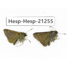 Thoressa sp. China, Yunnan, Nujiang, Gongshan county, Bingzhongluo town. 2M. Hesp-Hesp-21255.