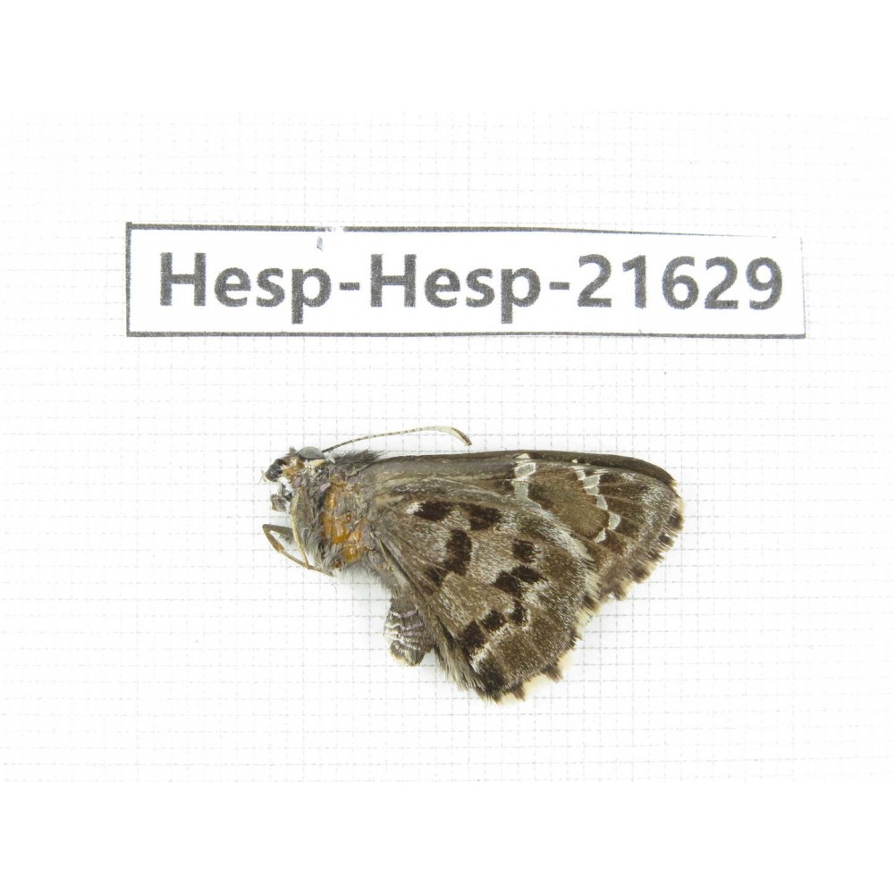 Lobocla germana. China, Yunnan, Xiangerila, Deqin county, Xiaruo town. 1M. Hesp-Hesp-21629.