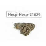Lobocla germana. China, Yunnan, Xiangerila, Deqin county, Xiaruo town. 1M. Hesp-Hesp-21629.