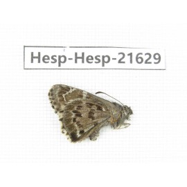 Lobocla germana. China, Yunnan, Xiangerila, Deqin county, Xiaruo town. 1M. Hesp-Hesp-21629.