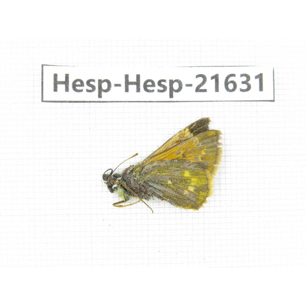 Thoressa sp. China, Yunnan, Xiangerila, Deqin county, Xiaruo town. 1M. Hesp-Hesp-21631.