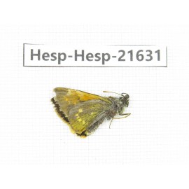 Thoressa sp. China, Yunnan, Xiangerila, Deqin county, Xiaruo town. 1M. Hesp-Hesp-21631.