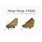 Thoressa sp. China, Yunnan, Xiangerila, Deqin county, Xiaruo town. 2M. Hesp-Hesp-21028.