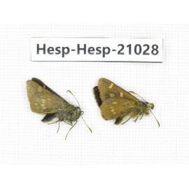 Thoressa sp. China, Yunnan, Xiangerila, Deqin county, Xiaruo town. 2M. Hesp-Hesp-21028.