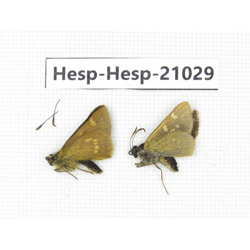 Thoressa sp. China, Yunnan, Xiangerila, Deqin county, Xiaruo town. 2M. Hesp-Hesp-21029.