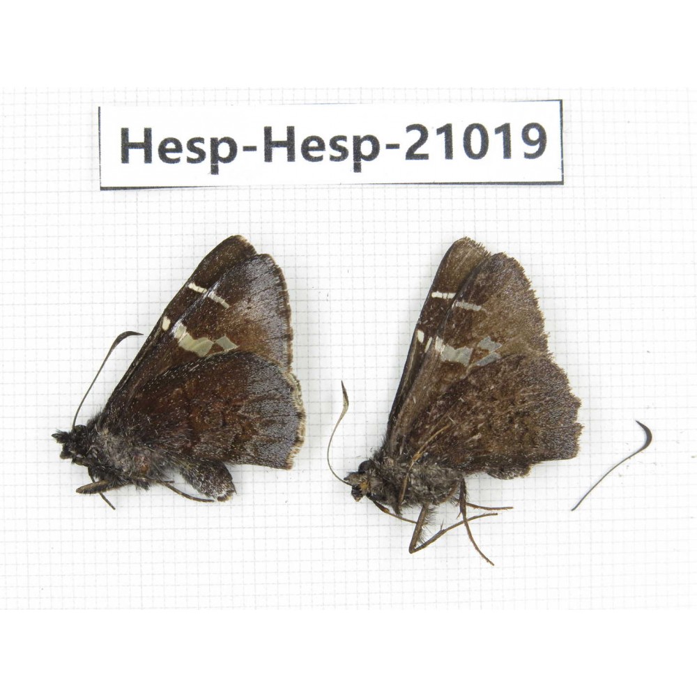 Lobocla sp. China, Yunnan, Xiangerila, Mt.Baimaxueshan. 2M. Hesp-Hesp-21019.