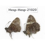 Lobocla sp. China, Yunnan, Xiangerila, Mt.Baimaxueshan. 2M. Hesp-Hesp-21020.