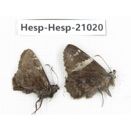Lobocla sp. China, Yunnan, Xiangerila, Mt.Baimaxueshan. 2M. Hesp-Hesp-21020.