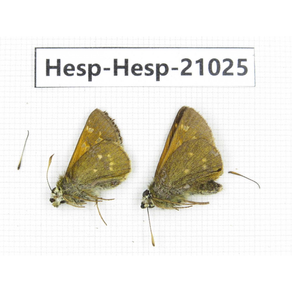 Thoressa sp. China, Yunnan, Xiangerila, Mt.Xiaoxueshan. 2M. Hesp-Hesp-21025.