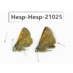 Thoressa sp. China, Yunnan, Xiangerila, Mt.Xiaoxueshan. 2M. Hesp-Hesp-21025.