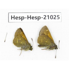 Thoressa sp. China, Yunnan, Xiangerila, Mt.Xiaoxueshan. 2M. Hesp-Hesp-21025.