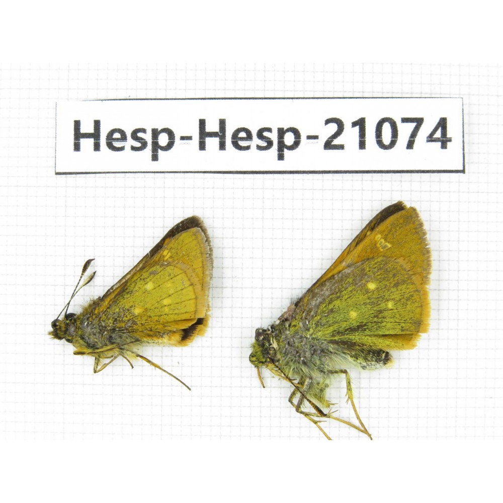 Thoressa sp. China, Yunnan, Xiangerila, S of Weixi county. 2M. Hesp-Hesp-21074.