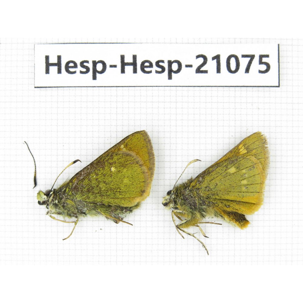 Thoressa sp. China, Yunnan, Xiangerila, S of Weixi county. 2M. Hesp-Hesp-21075.