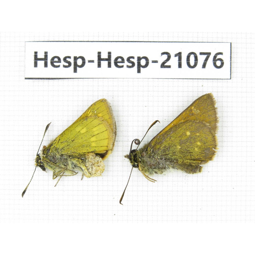 Thoressa sp. China, Yunnan, Xiangerila, S of Weixi county. 2M. Hesp-Hesp-21076.