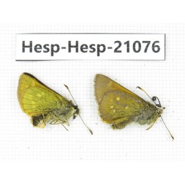 Thoressa sp. China, Yunnan, Xiangerila, S of Weixi county. 2M. Hesp-Hesp-21076.