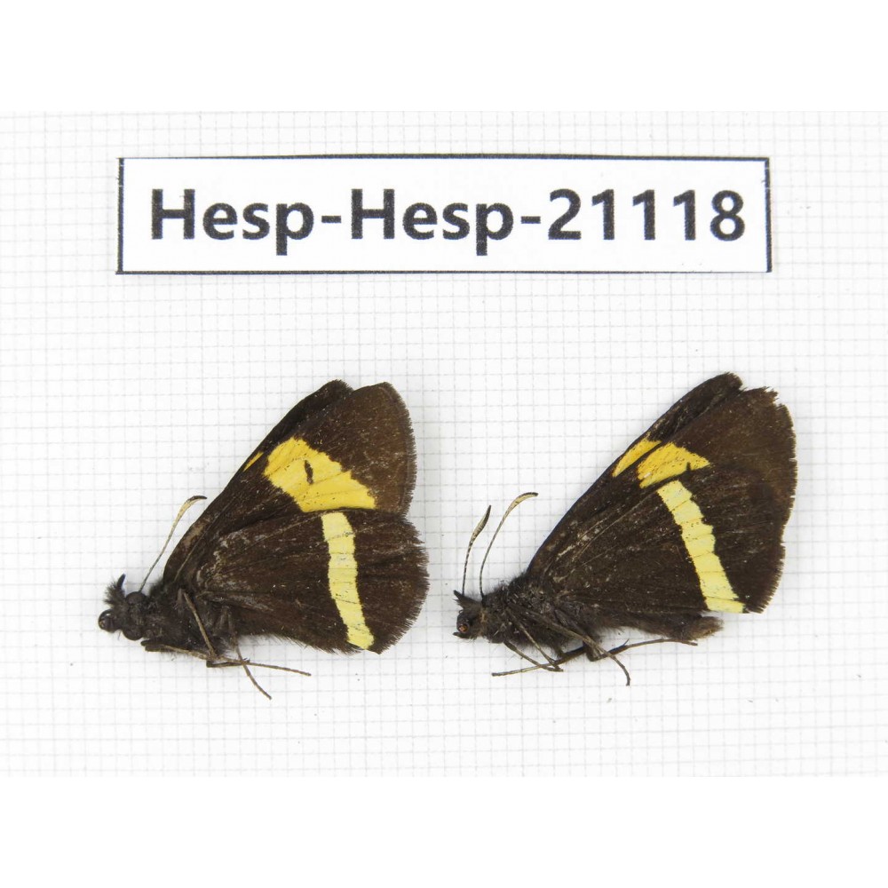 Barca bicolor. China, Yunnan, Xiangerila, S of Weixi county. 2M. Hesp-Hesp-21118.