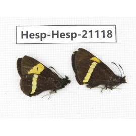 Barca bicolor. China, Yunnan, Xiangerila, S of Weixi county. 2M. Hesp-Hesp-21118.