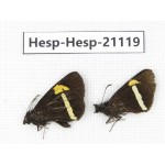 Barca bicolor. China, Yunnan, Xiangerila, S of Weixi county. 2M. Hesp-Hesp-21119.