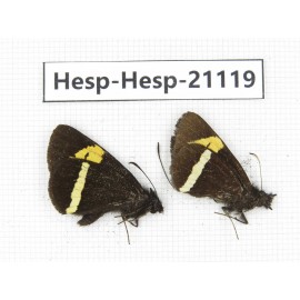 Barca bicolor. China, Yunnan, Xiangerila, S of Weixi county. 2M. Hesp-Hesp-21119.